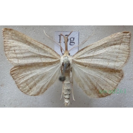 Polypogon tentacularia (Linnaeus, 1758) Szczękalica kleszczanka Czech15g